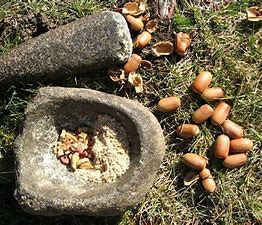 Acorns